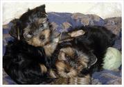 Well train yorkie puppies for adoption this Xmas