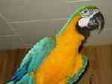 Pair of Green wing & Scarlet Macaw parrots for home adoption