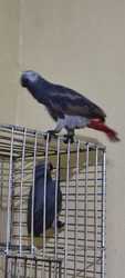 For Sale: Intelligent & Affectionate African Grey Parrot