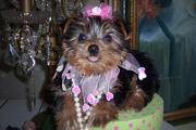 TEAP CUP YORKIE PUPPIES FOR FREE ADOPTION